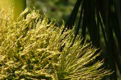 Areca catechu
